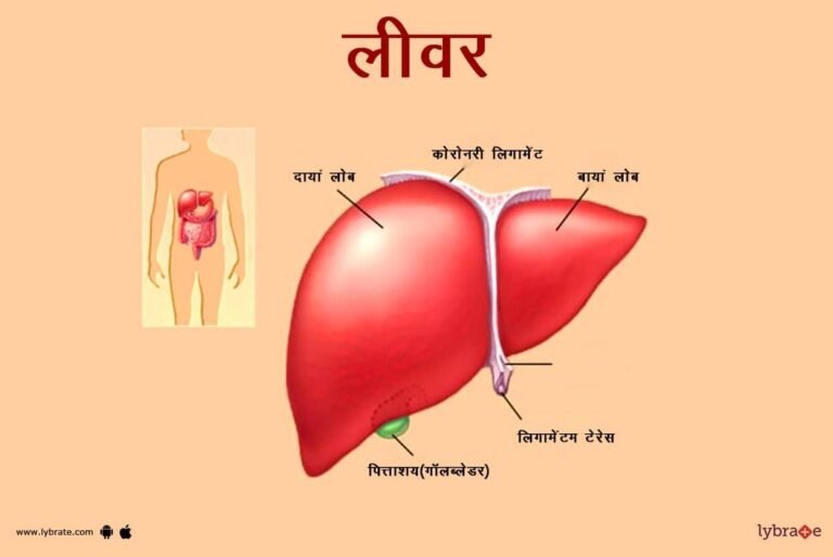 image-of-the-liver-in-hindi2114330882626418469.jpg